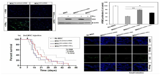 중간엽 줄기세포의 면역억제 과정에서 IDO의 역할 분석: IDO 결손 유도