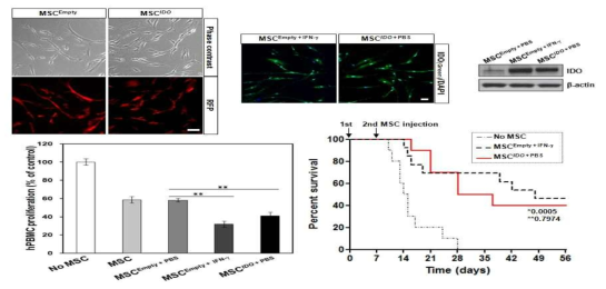 중간엽 줄기세포의 면역억제 과정에서 IDO의 역할 분석: IDO 과발현 유도