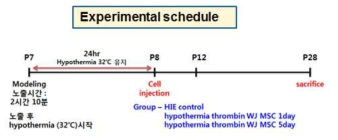 Experimental protocol