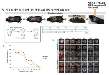 마우스 챔버 피부 상처 모델 확립 및 줄기세포 유래 엑소좀의 예비 효능 평가