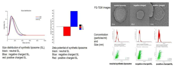 synthetic liposome 특성 분석