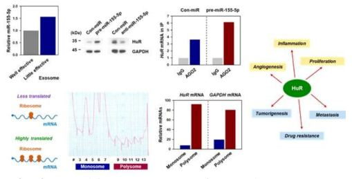 exosome 내의 유효 miRNA miR-155-59 와 HuR 유전자 후보