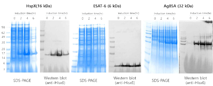 결핵균 단백질 항원(HspX, Ag85A, ESAT-6) 발현 확인(SDS-PAGE, Western blot)