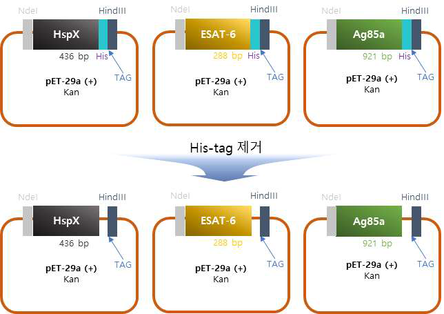 결핵균 재조합 단백질 생산 E. coli 균주 modification 모식도