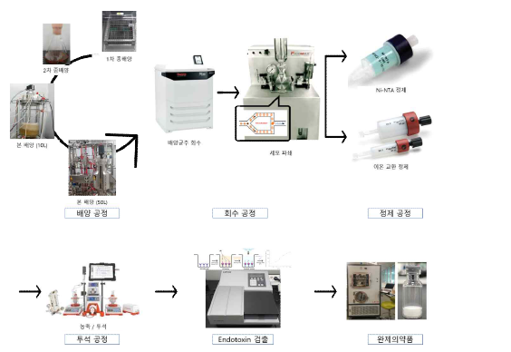 결핵균 재조합 단백질(HspX, Ag85A, ESAT-6) 동결건조 제형 시제품 생산 모식도