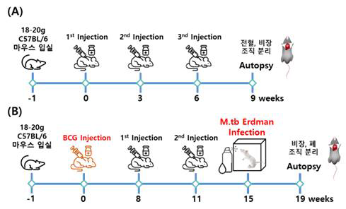 마우스 결핵감염모델 평가 모식도. (A)면역원성 확인 그룹, (B)부스팅 백신 공격 접종 확인 그룹