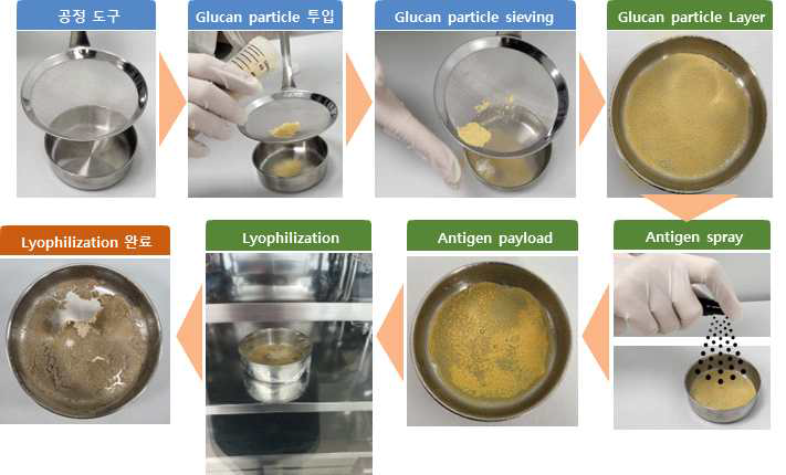 Glucan particle 항업 탑재 Scale up 공정 개발 과정