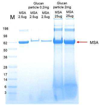 Glucan particle 항원 탑재 확인