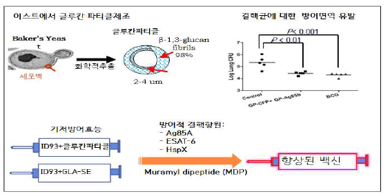 백신 애주번트 개발을 위한 글루칸파티클 신소재의 우수성.