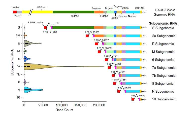 사스코로나바이러스-2 유전체 및 하위유전체 RNA 구조