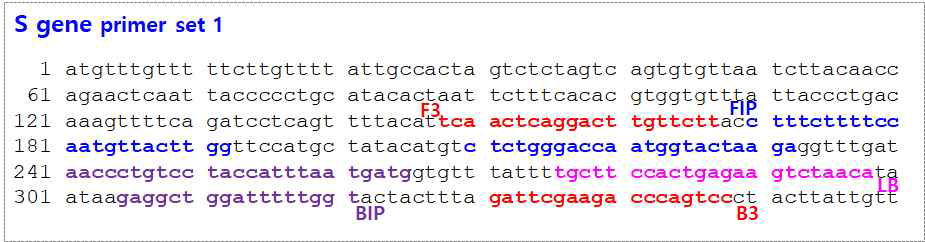 코로나 S 유전자를 이용한 LAMP 프라이머 설계