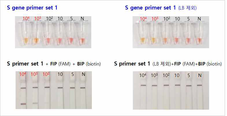 코로나 S 유전자를 이용한 LAMP 프라이머 민감도 평가