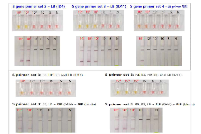코로나 S 유전자를 이용한 LAMP 프라이머 민감도 평가