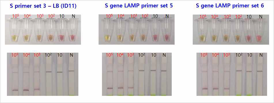 코로나 S 유전자를 이용한 LAMP 프라이머 민감도 평가