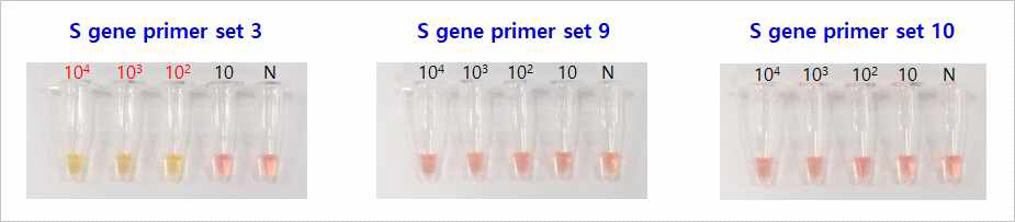 코로나 S 유전자를 이용한 LAMP 프라이머 민감도 평가
