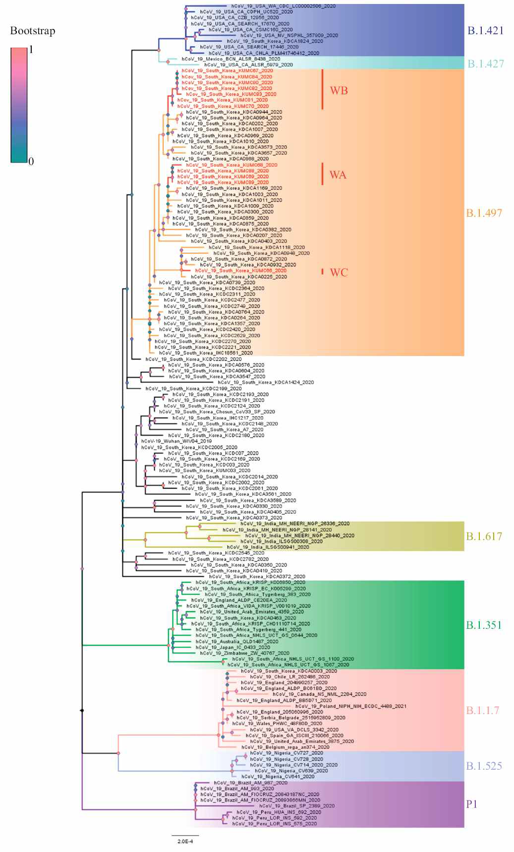 Phylogenic tree analysis