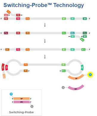 Multiplex LAMP(Switching Probe의 원리)