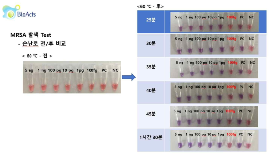 손난로를 열원으로 진행한 MRSA LAMP 실험 결과