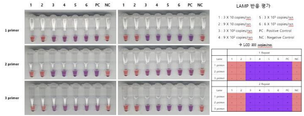 등온증폭 발색시약키트 성능 평가 결과