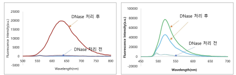 Quencher 성능평가 실험 (올리고 분해 전&후 형광 비교)