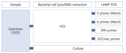 임상검체를 이용한 MRSA 등온증폭 진단시약의 사전 탐색 임상 평가 과정1