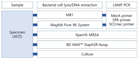 임상검체를 이용한 MRSA 등온증폭 진단시약의 사전 탐색 임상 평가 과정2