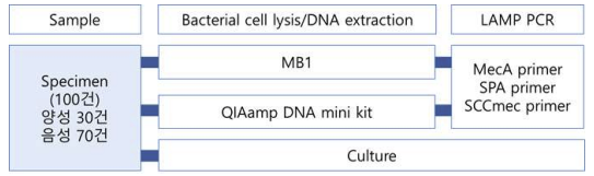 임상검체를 이용한 MRSA 등온증폭 진단시약의 사전 탐색 임상 평가 과정4