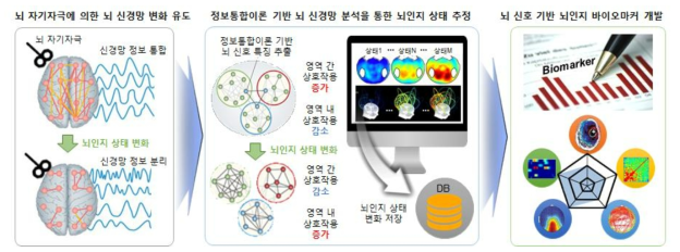 정보통합이론 기반 뇌 신경망 분석을 통한 뇌인지 바이오마커 개발