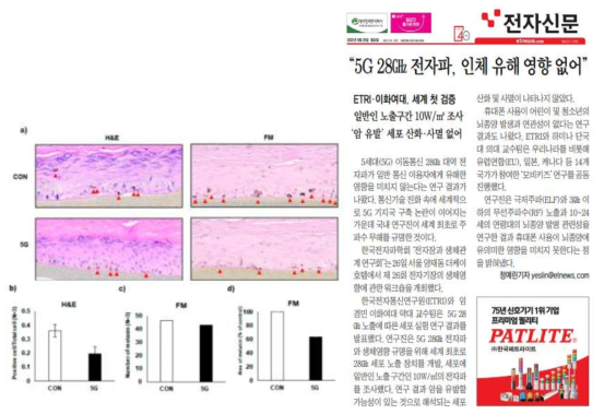 a-MSH와 5G 전자파 복합노출에 따른 멜라닌 세포 dendrite 변화 확인