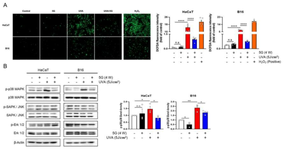 5G 전자파의 UVA 손상 유도 ROS 생성 및 p38 kinase 활성화 억제 확인