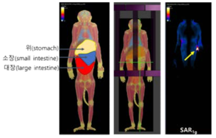 영장류 모델에서의 부위별 SAR 분석