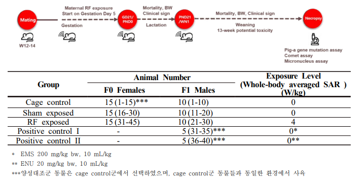 13주 반복 노출 유전독성 시험일정 및 시험군 구성