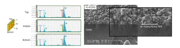 W-PDMS 층의 EDX 스펙트럼 분석과 계면 촬영 SEM