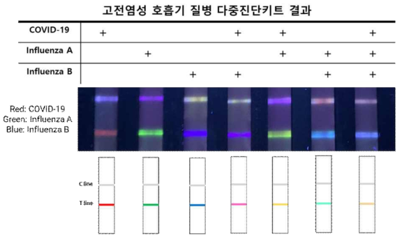 고농도 항원을 검출한 다중진단키트 결과