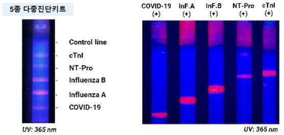 5종 이상 항원을 검출할 수 있는 다중진단키트