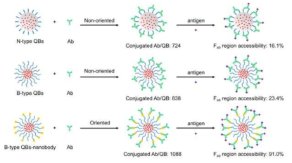 항체 배향조절을 위한 브러쉬 타입의 양자비드 형성