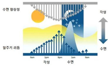 수면향상성 및 일주기 리듬