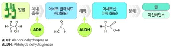 알코올의 체내 대사과정