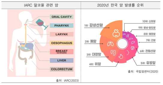 음주와 암 발생 위험 근거평가 암종 선정을 위한 참고자료