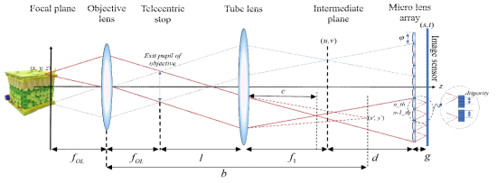 라이트 필드 현미경의 기본 광학계 (Basic scheme of an IIM)