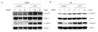 CLCF1이 STAT1과 STAT3의 인산화에 미치는 영향