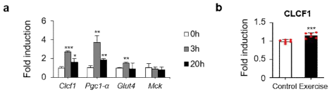 운동에 의한 CLCF1 발현 증가