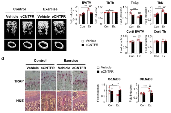 eCNTFR이 운동에 의해 조절된 골밀도에 미치는 영향