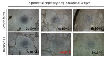 directly differentiated hepatocyte 및 sinusoidal cell 의 공배양 조건 및 세포 수 최적화 연구