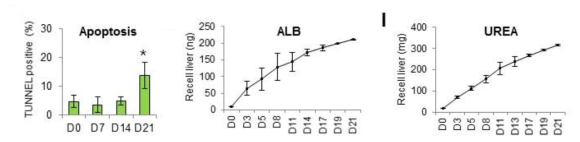 공배양 세포의 apoptosis 및 기능성 분석