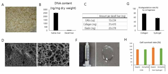 간 질환 오가노이드 생산을 위한 탈세포 간 하이드로젤 생산 및 특성평가