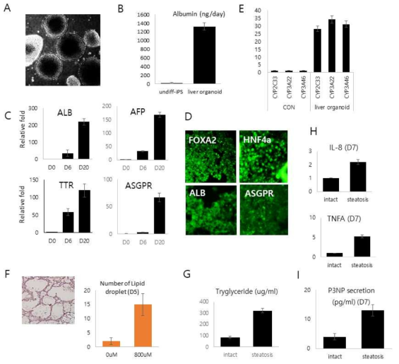 iPS유래 간 오가노이드 및 지방간, 간경변 오가노이드 생산 및 특성분석