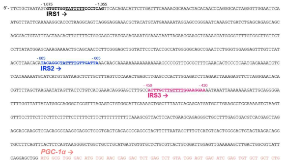 Homo sapiens PGC-1α의 promoter region에 존재하는 3개의 IRS sequence