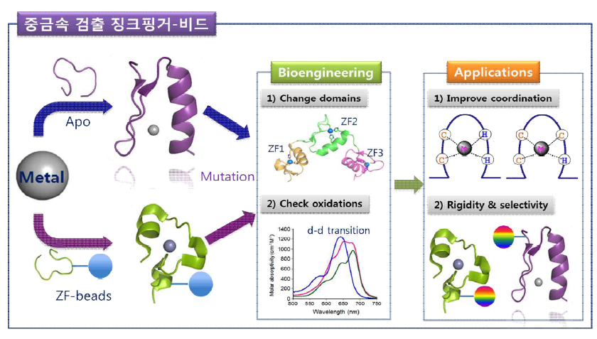 징크핑거-비드를 이용한 중금속 이온 검출 전략. 징크핑거 단백질은 금속의 존재 하에서만 단백질 2차 및 3차 구조를 형성하는 특징과 징크 이외의 금속 결합능력을 보임. 항산화 능력을 보유한 징크핑거를 이용하여 유해 금속 및 귀금속을 회수하는 친환경적 중금속 및 귀금속 회수를 본 연구의 최종 목표로 설정 함