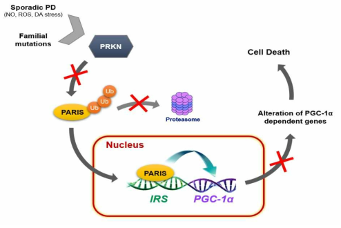 파킨슨병에서의 PRKN, PARIS 및 PGC-1α의 기작 모델